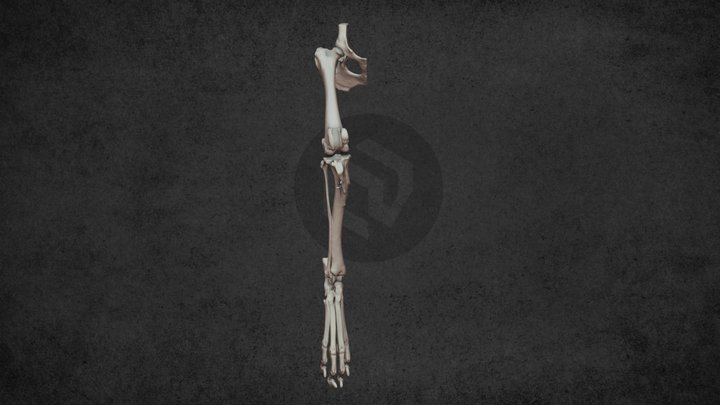 Hindlimb of a dog with Gr-IV MPL (ID5555) 3D Model