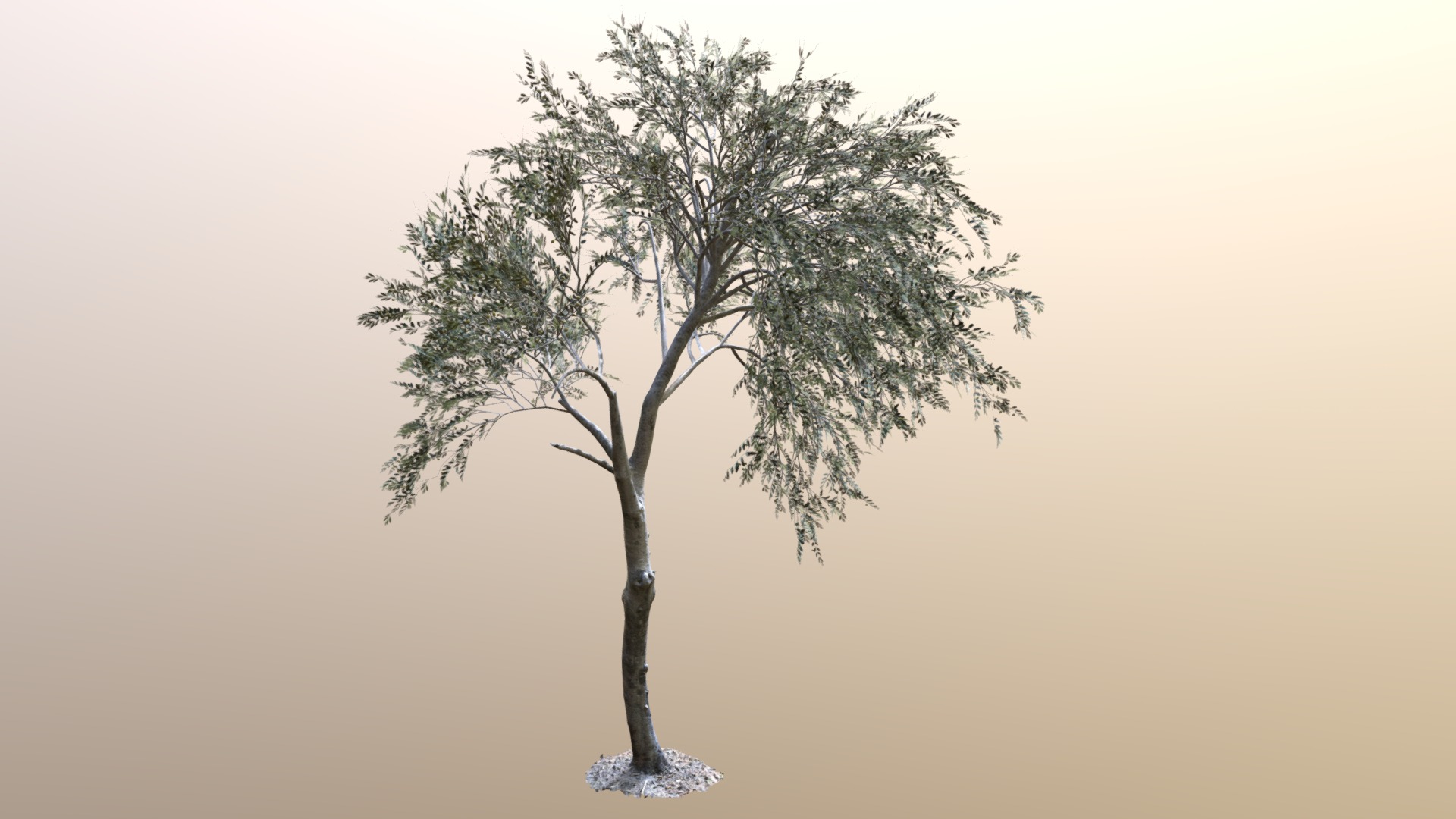 3D model GTV Olea Europaea Olive Tree Young A - This is a 3D model of the GTV Olea Europaea Olive Tree Young A. The 3D model is about a tree in the snow.