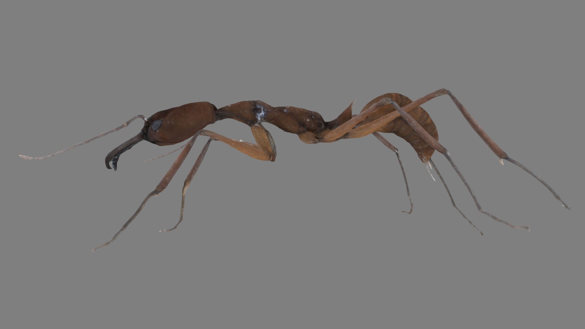 Odontomachus davidsoni Worker PE39_01