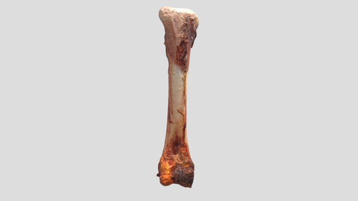 Fernandez_Bone 3D Model