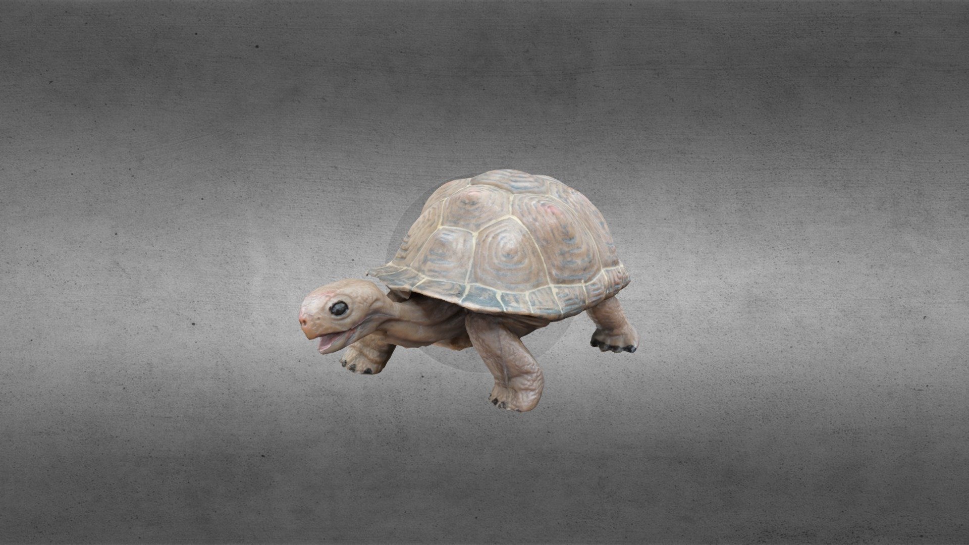 Turtle – PhotoCatch