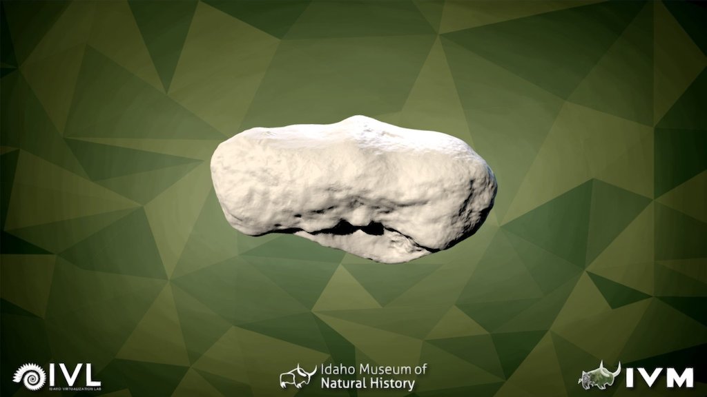 IMNH-75002-27- Sesamoid5