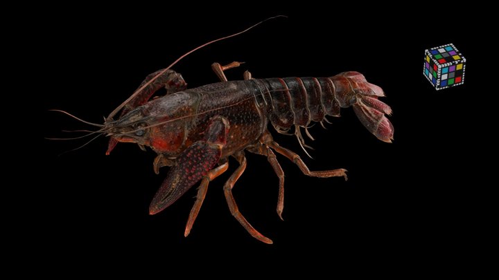 CC0 アメリカザリガニ 🦞 ♀ Red Swamp Crayfish, P. clarkii