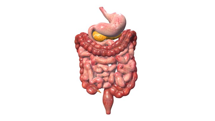 Bowel Anatomy 3D Model
