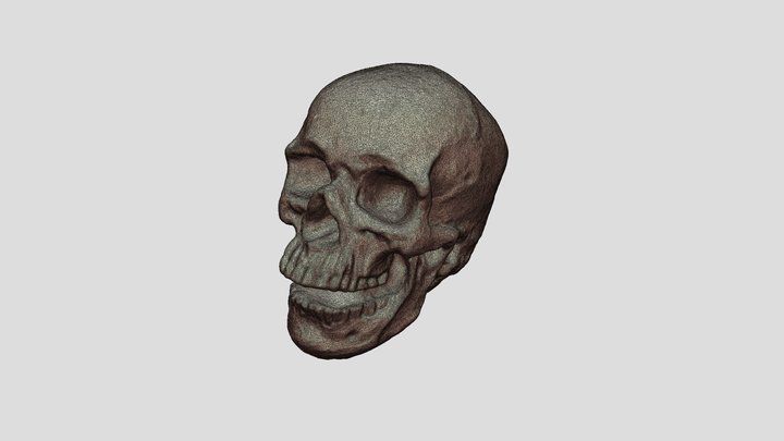 Human Skull Scan (sculpture) 3D Model