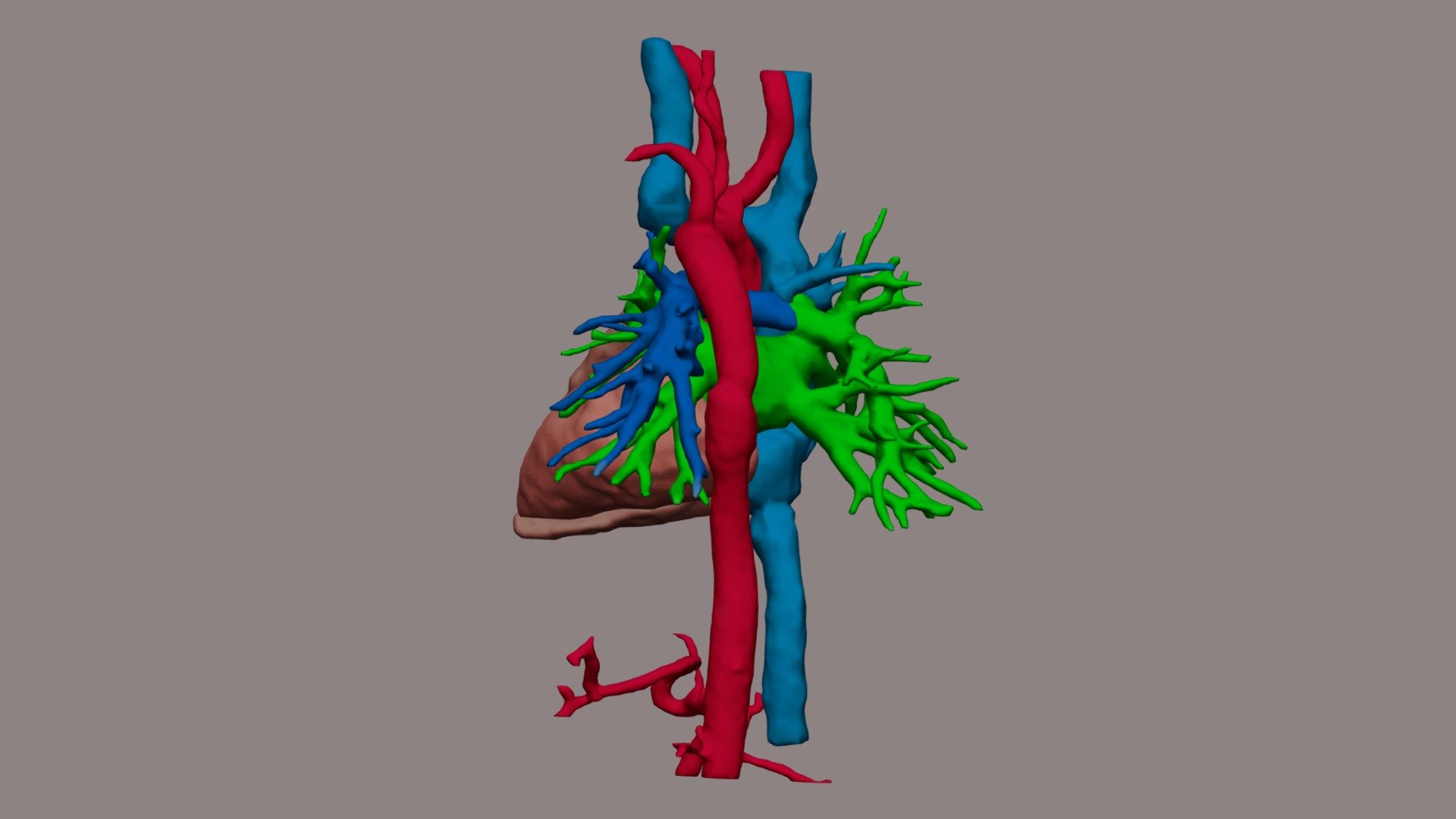 Normal HEART — Sketchfab embed 3D viewer