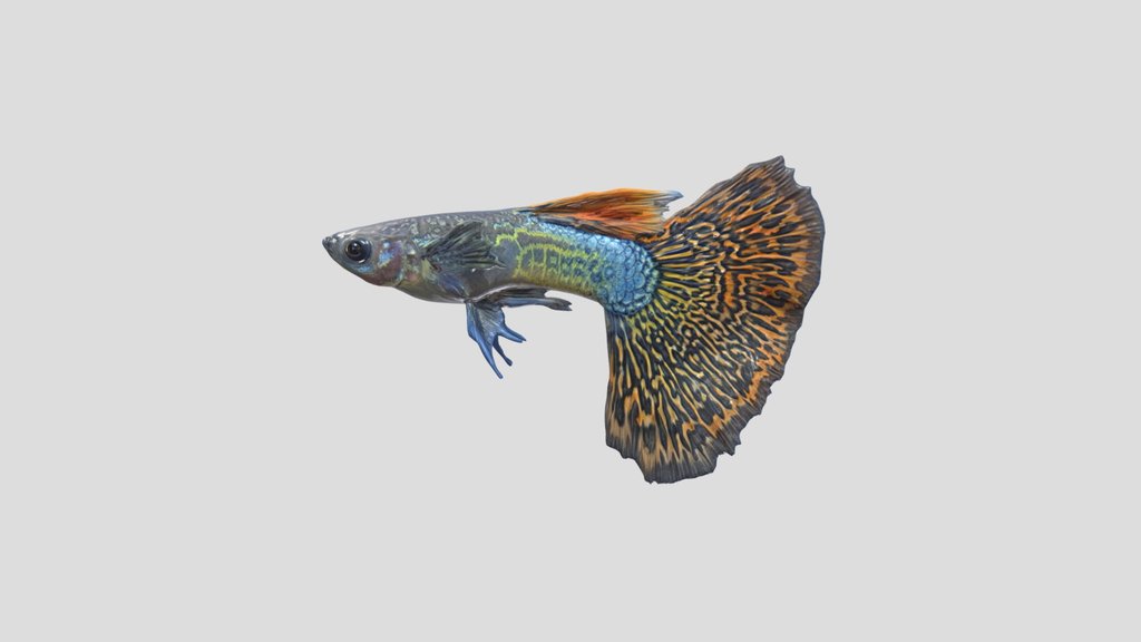 Mosaic Guppy Male