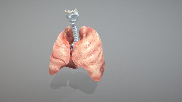 Lungs, trachea, bronchi, and larynx 3D Model