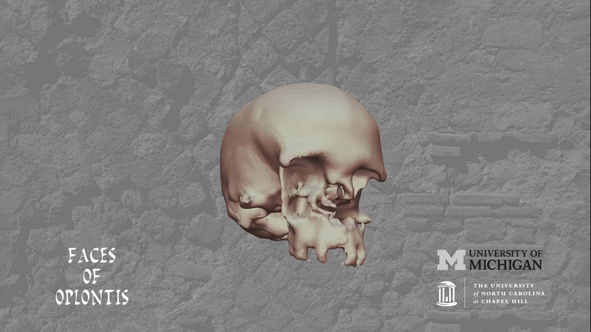 Oplontis B - Skull M
