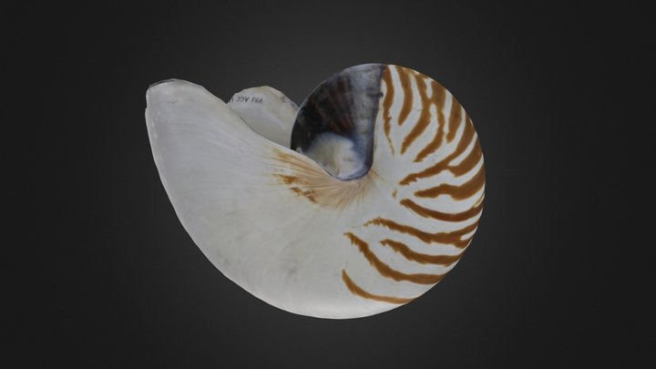 Cephalopod: Nautilus pompilius (PRI 70573) – Gratis 3D-model STL