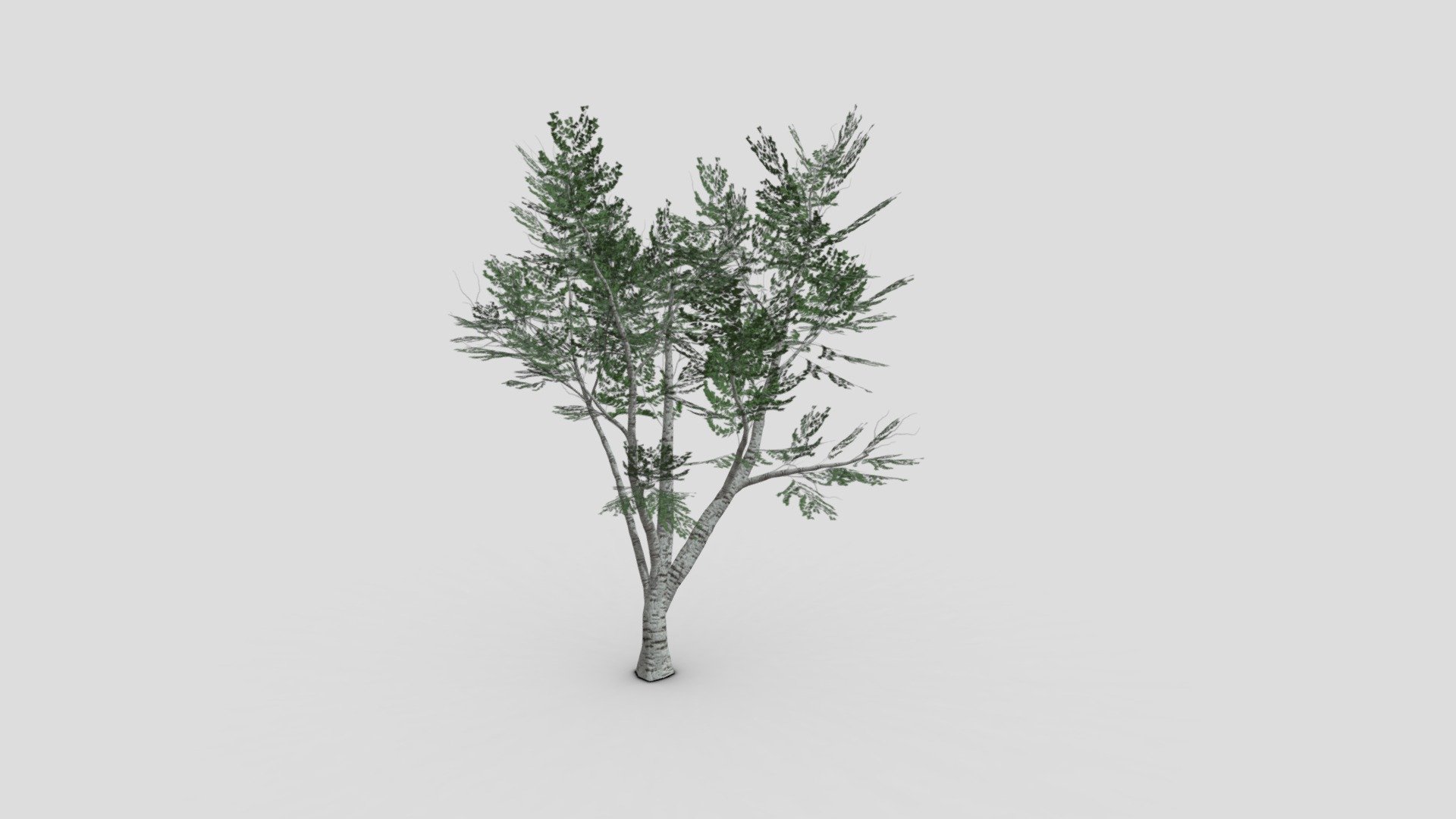 silver birch - 3D model by Jamlu69 [74450e8] - Sketchfab