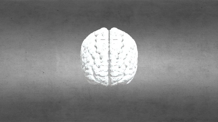 MRI standard Human Brain 3D Model