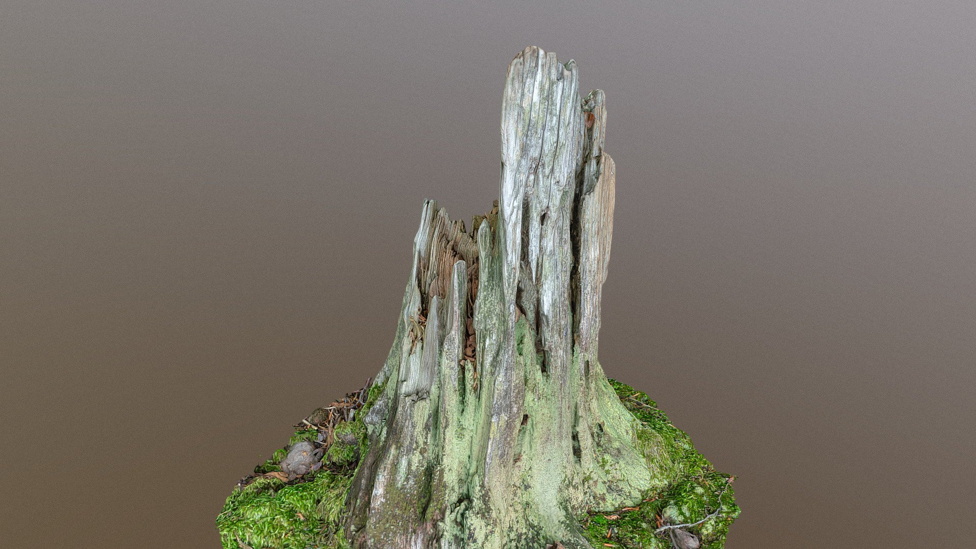Rotting spruce stump Buy Royalty Free 3D model by matousekfoto