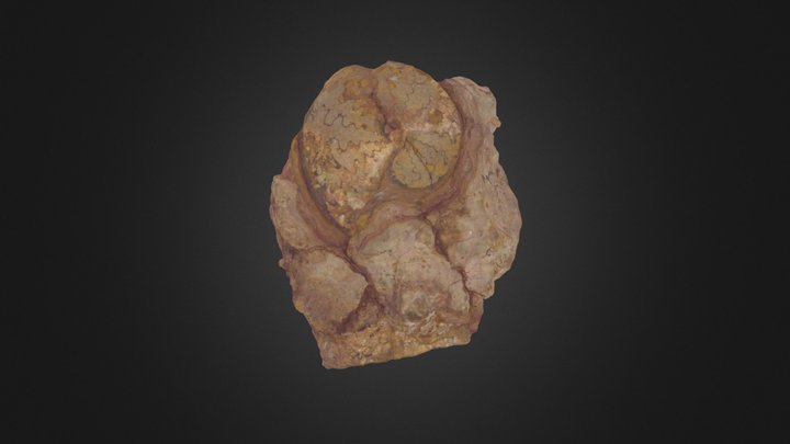 Ammonite indet. 3D Model