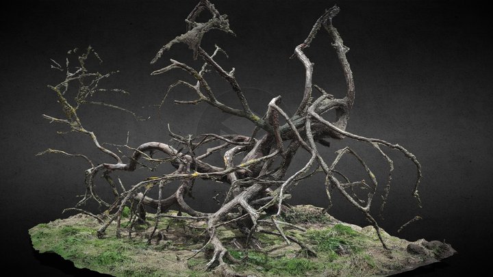 tree fallen dry branches photoscan 3D Model
