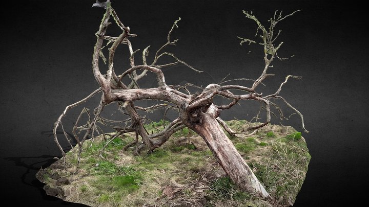 tree fallen dry branches photoscan 3D Model