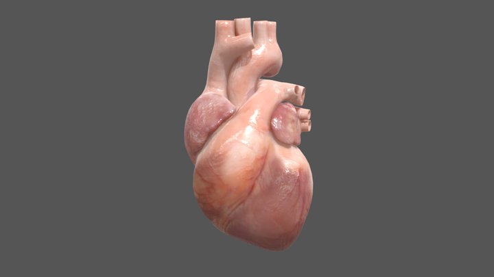[Animation] Human Heart 3D Model