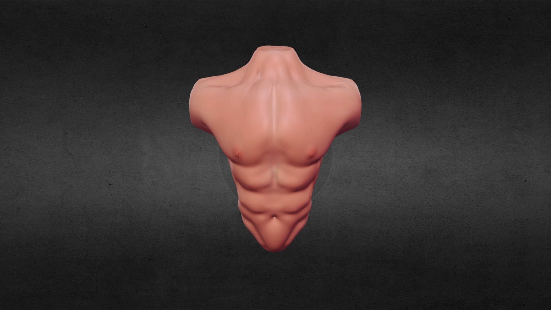 Male Torso