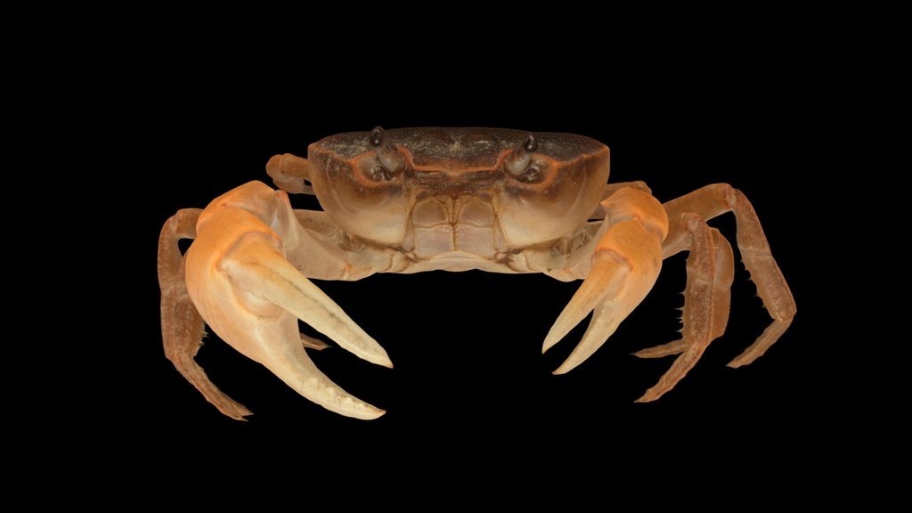 CC0 サワガニ 🦀 ♂ Japanese Freshwater Crab