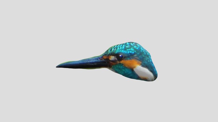 bird test nigellin 3D Model
