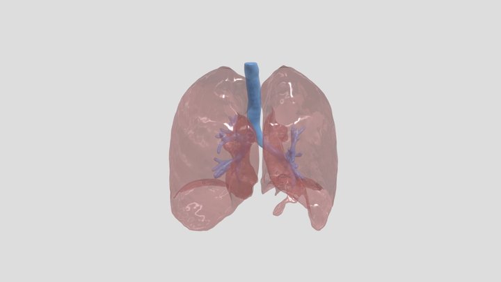 White Transparent Healthy Lung 3D Model