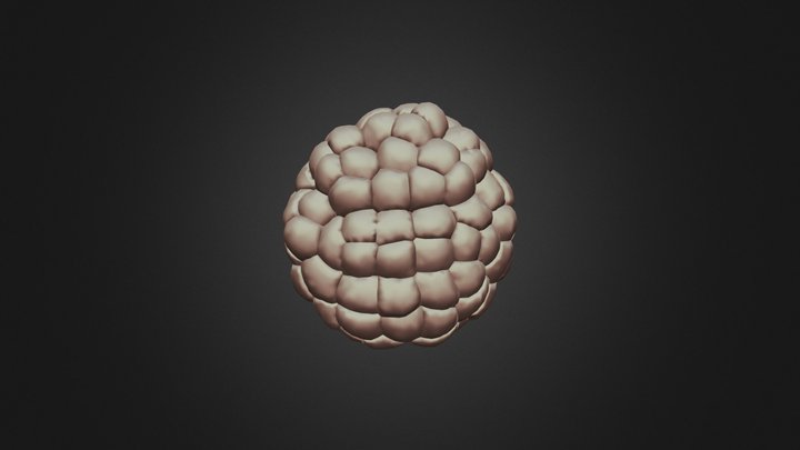 3D Early 112-Cell stage phallusia_mammillata 3D Model