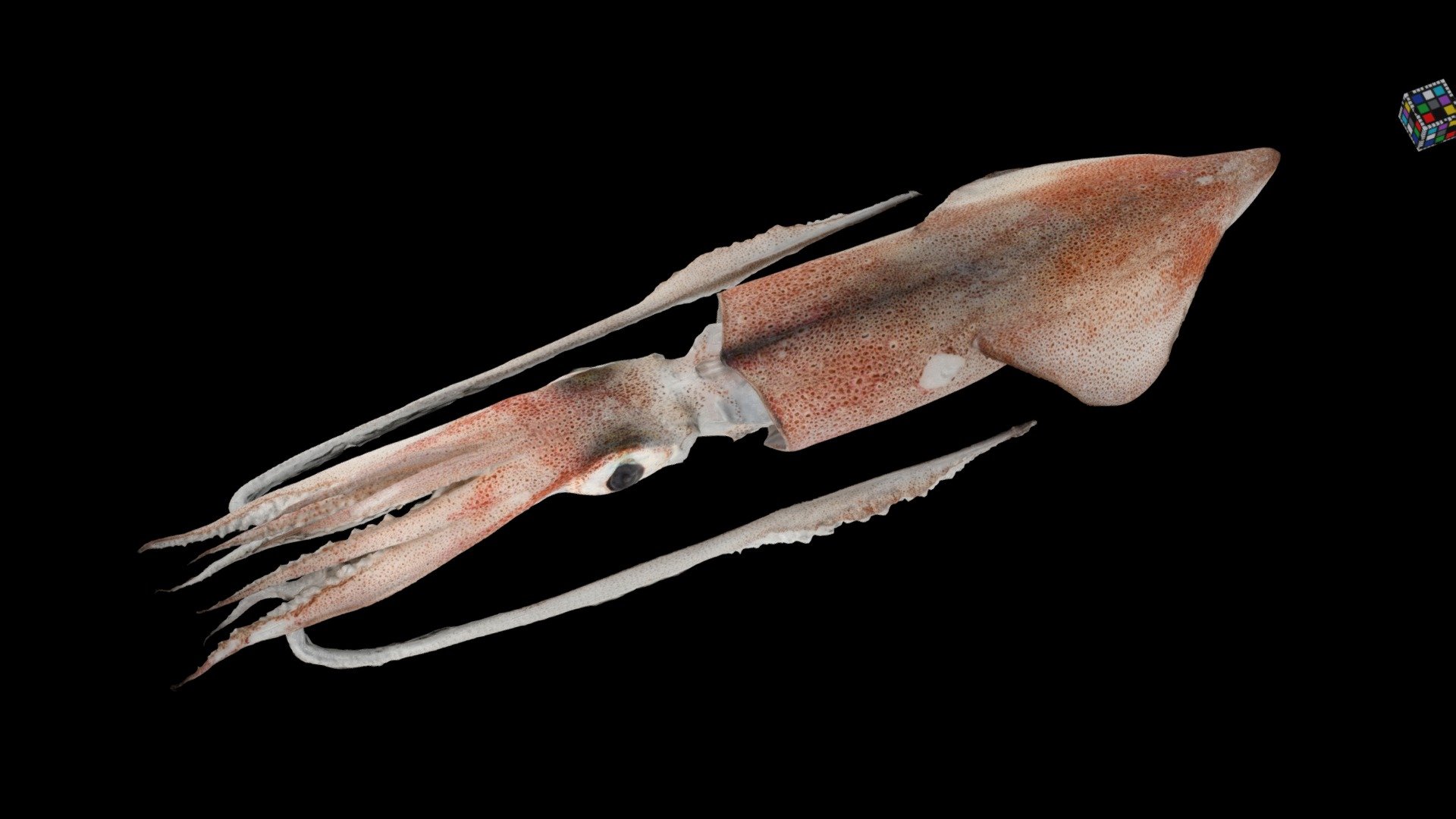 ケンサキイカ Swordtip Squid, Uroteuthis edulis