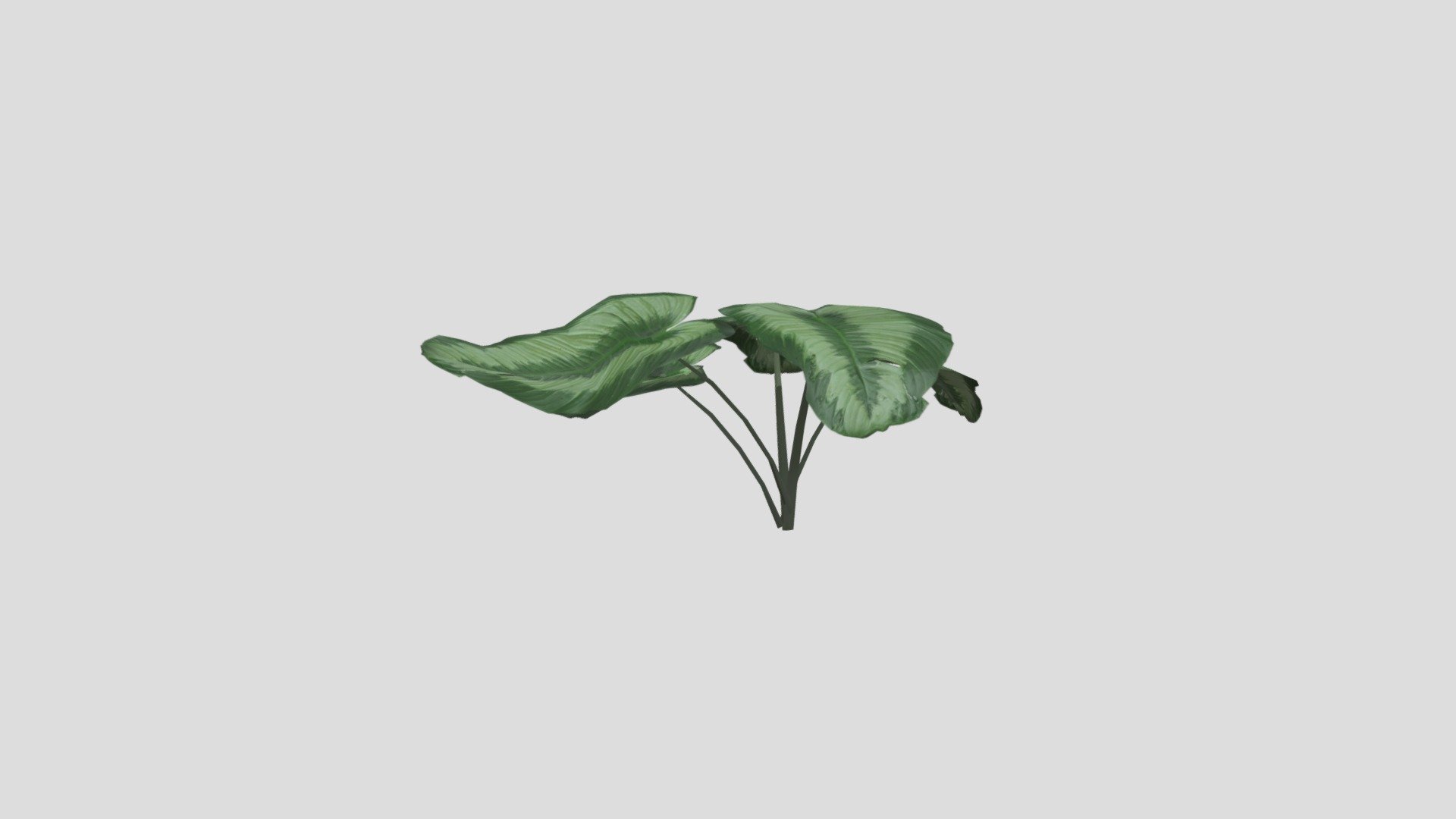 Unknown Tropical Plant