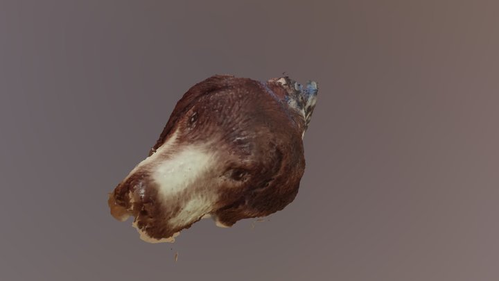 German Shorthair Pointer 3D Model