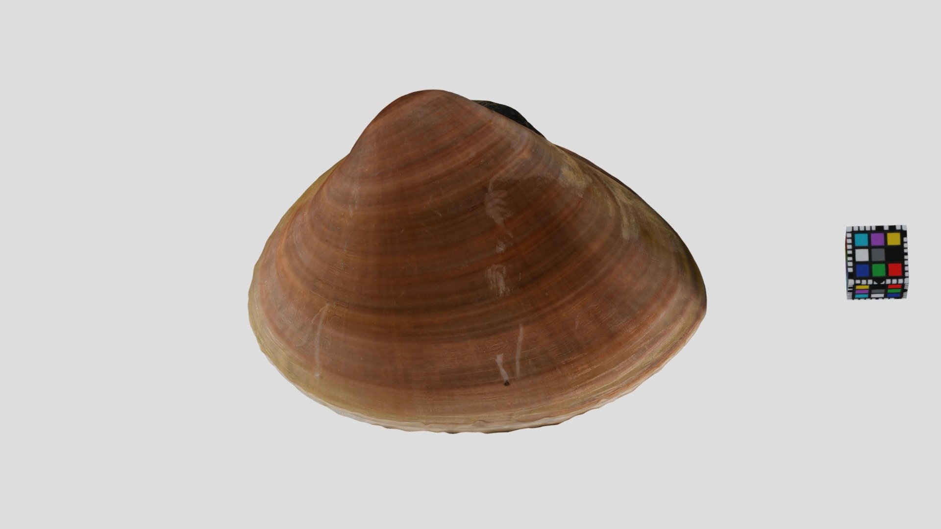 チョウセンハマグリ Korean Hard Clam, Meretrix lamarckii