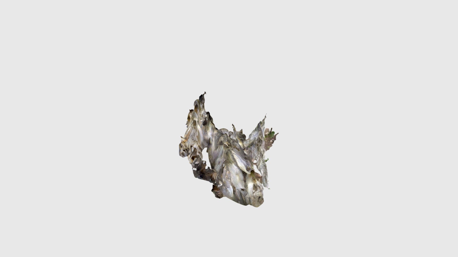 Atxoas kobea