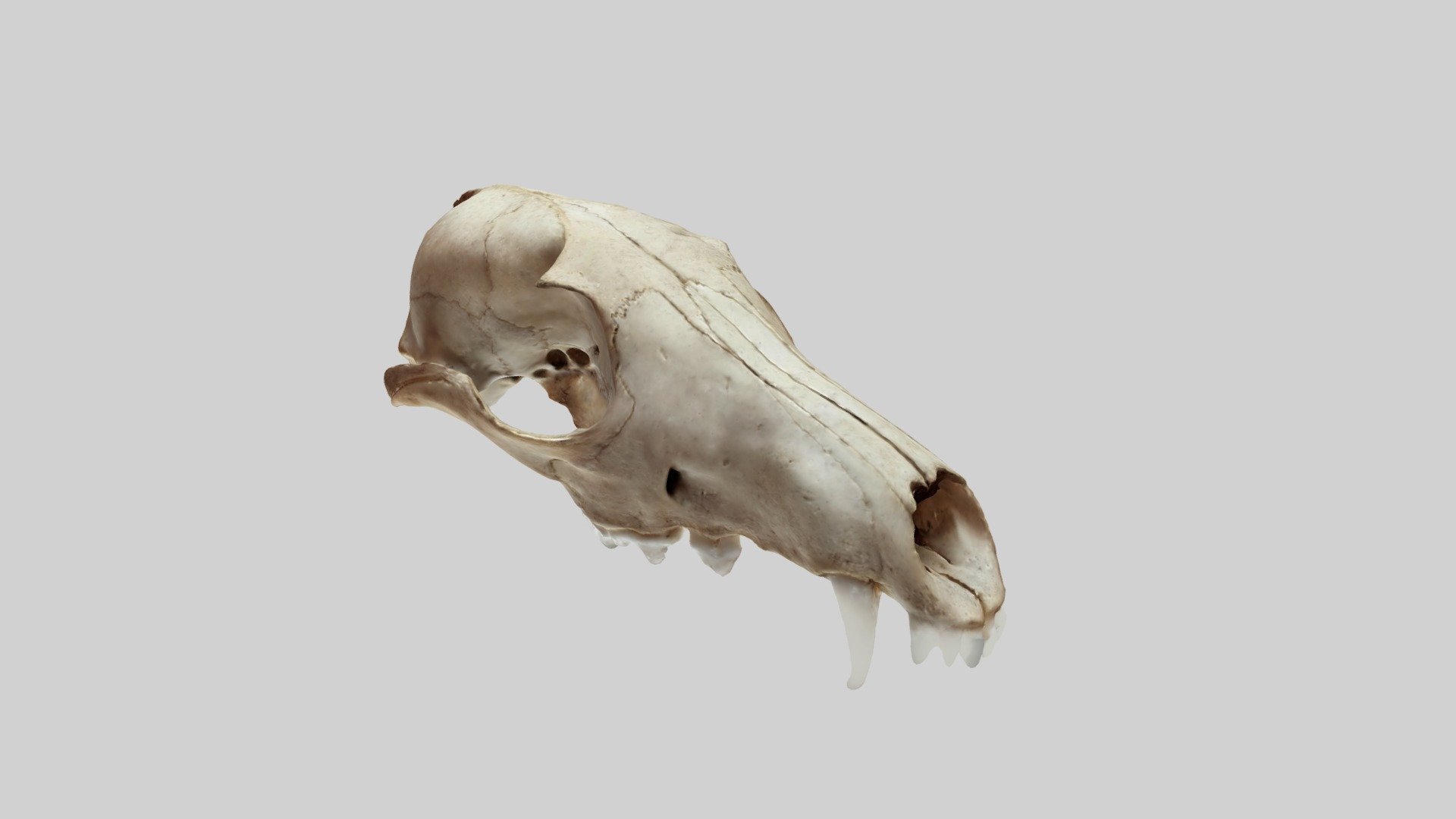 Red Fox Skull - Download Free 3D model by Mel_Medical_Visuals