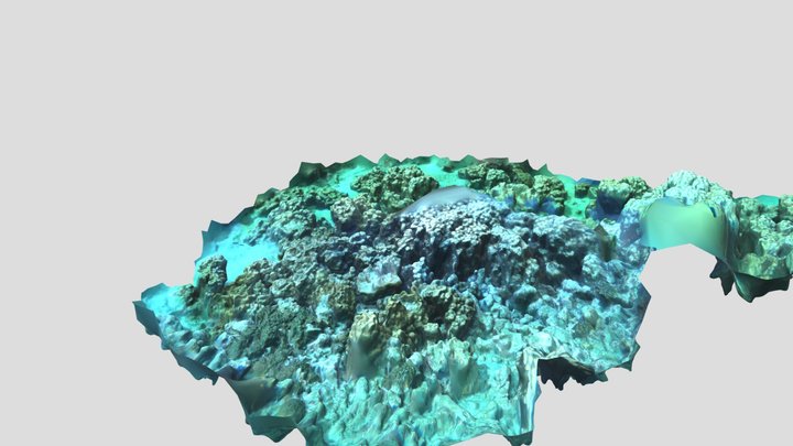 Coral colony at Isla de la plata, Ecuador 3D Model