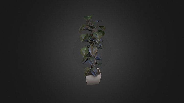 Ficus elastica 3D Model
