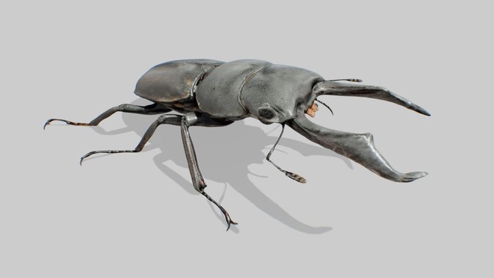 Japanese Stag Beetle (JIP) 3D Model