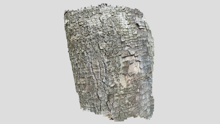Berg-Ahorn 3D Model