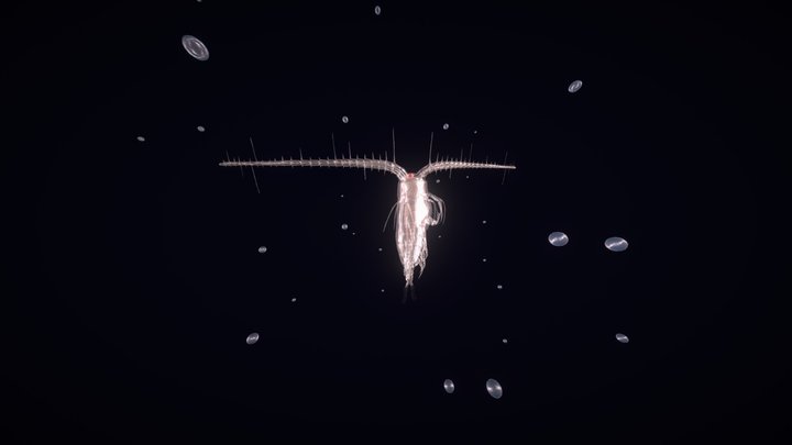 Plankton #3DSM4 – Modello 3D gratuito STL