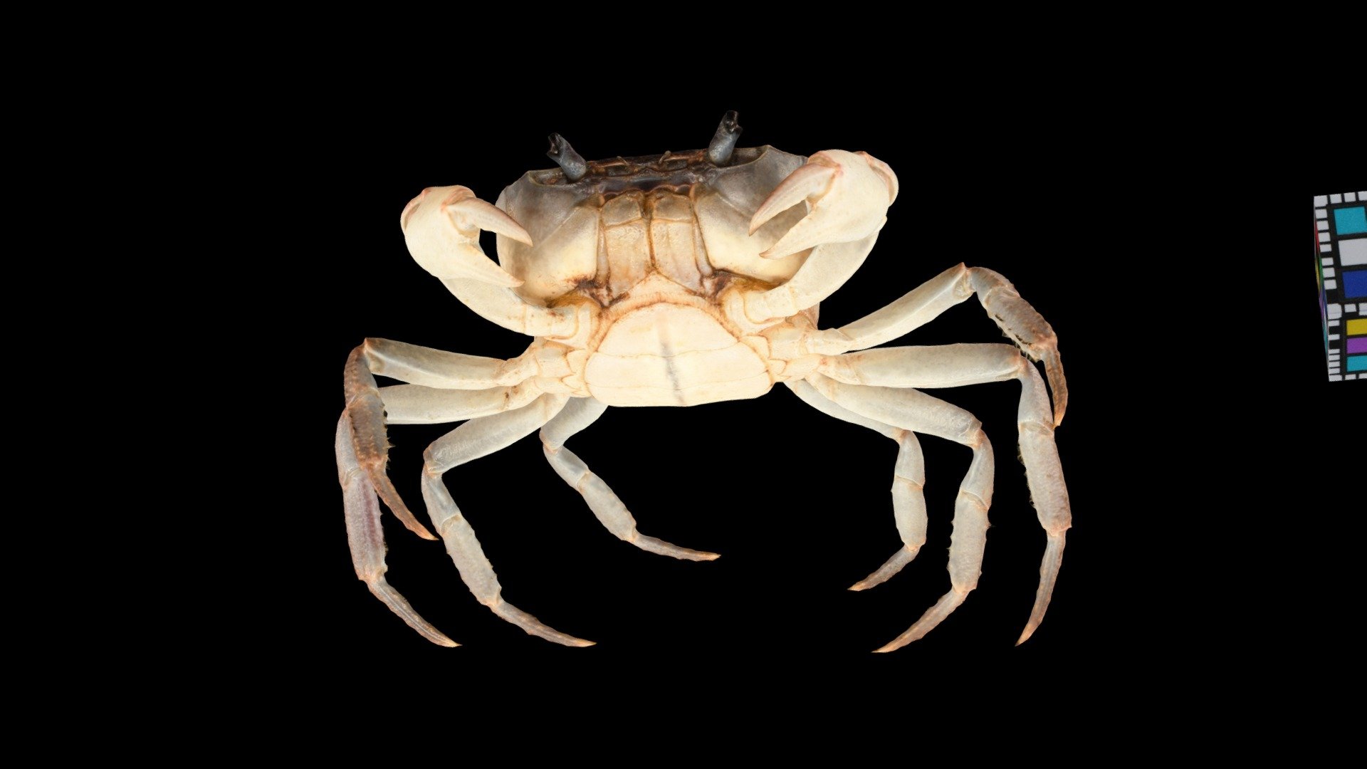 サワガニ 🦀 ♀ Japanese Freshwater Crab, G. dehaani - Download Free 3D model ...