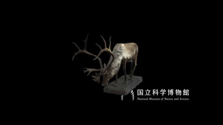 NSMT-M_32032_Reindeer_(Taxidemy) 3D Model