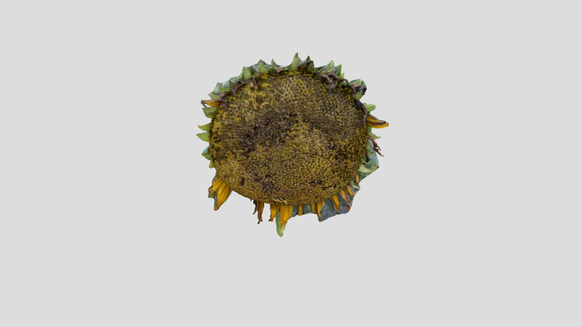 Sunflower seed detail