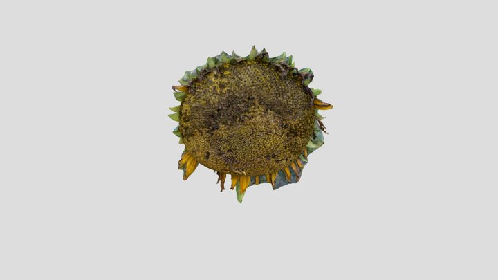 Sunflower seed detail 3D Model