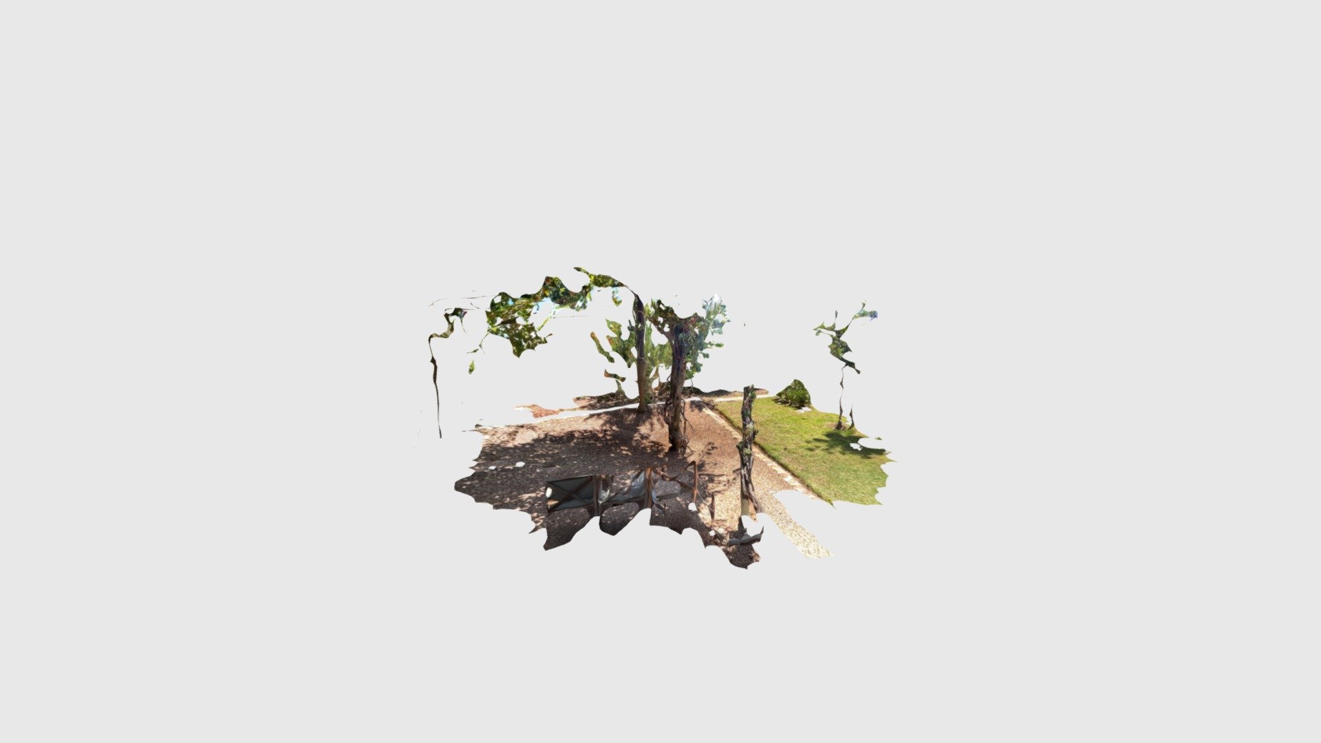 Vine