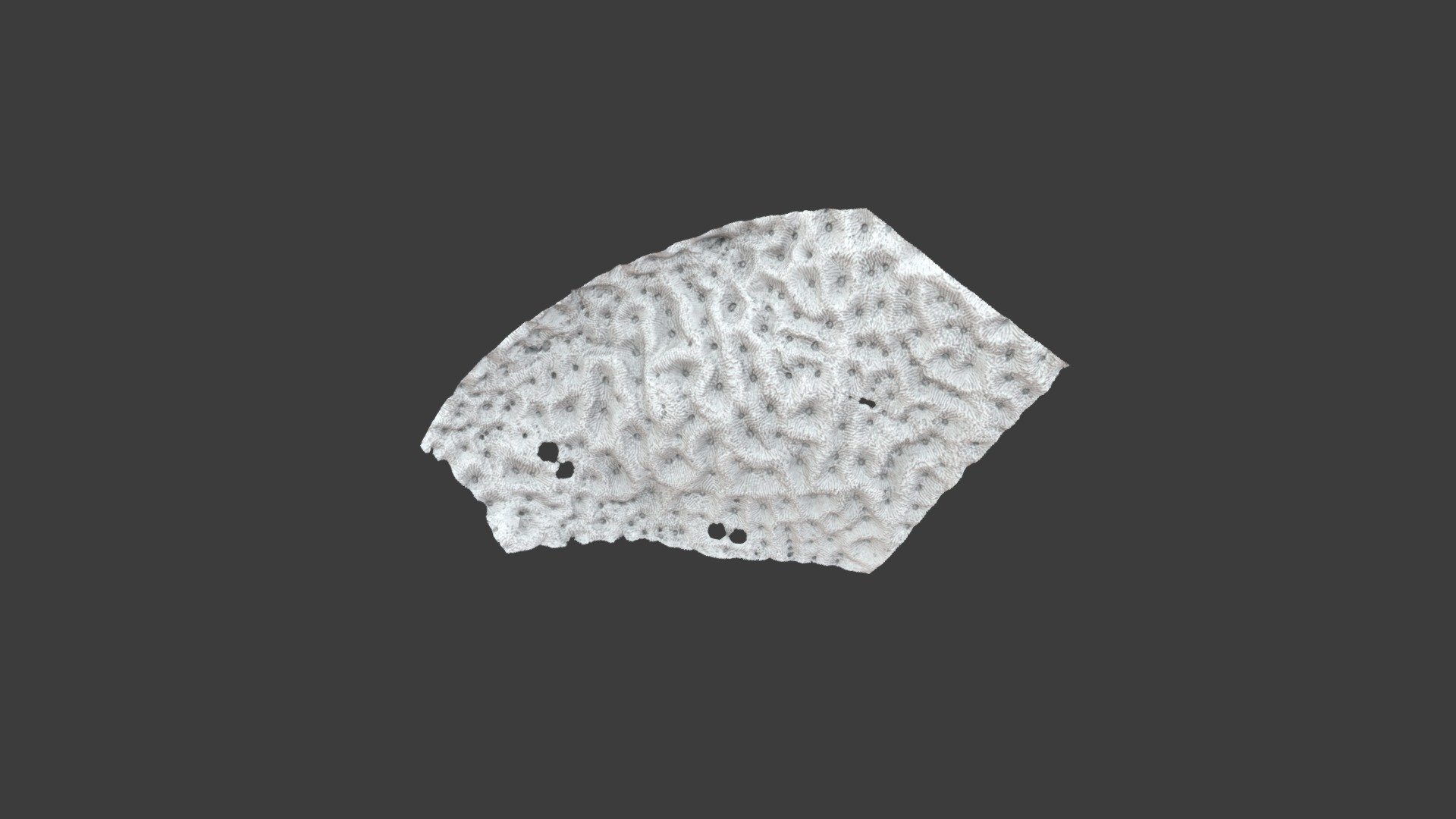 Echinopora reflexa: Detail View