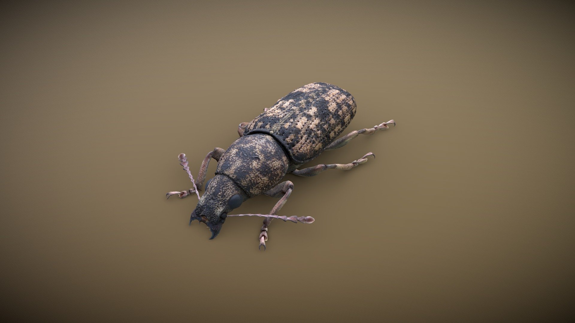 Anthribithidae_retop_new02_rescale