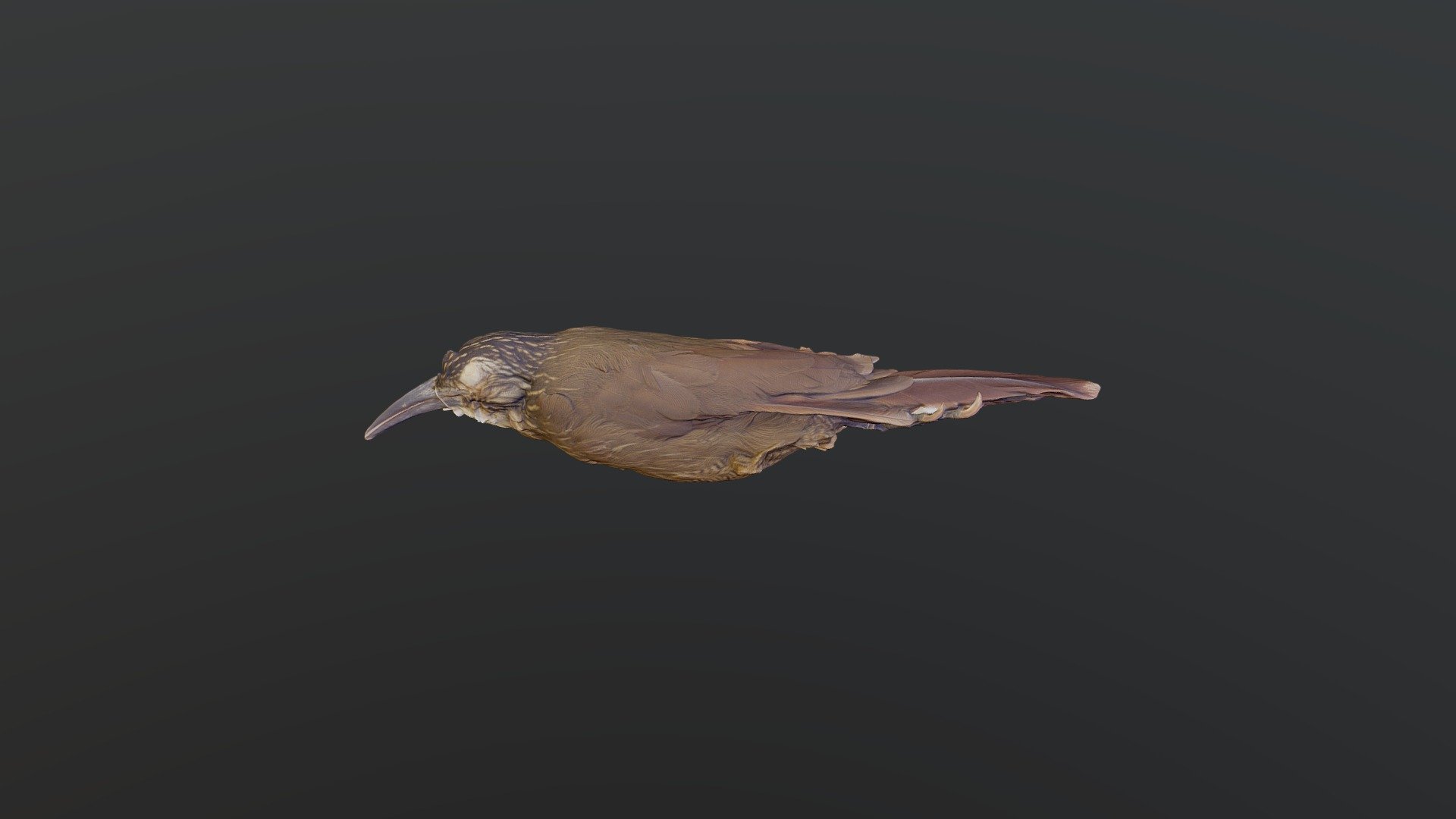 White-throated Woodcreeper - X. albicollis