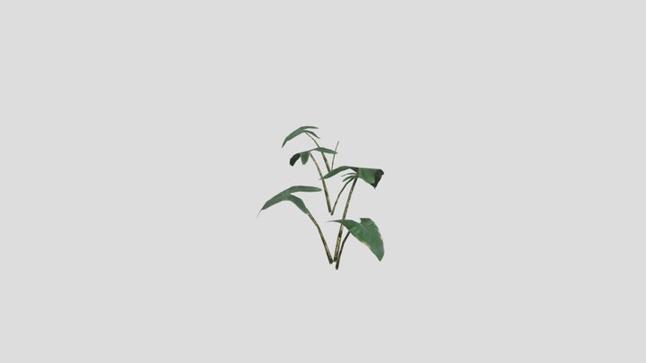 Alocasia zebrina Tiger - Elephant Ear