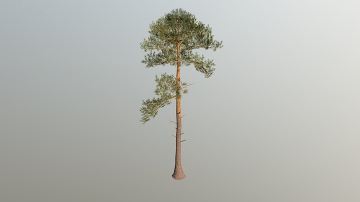 Pine Tree 3D Model