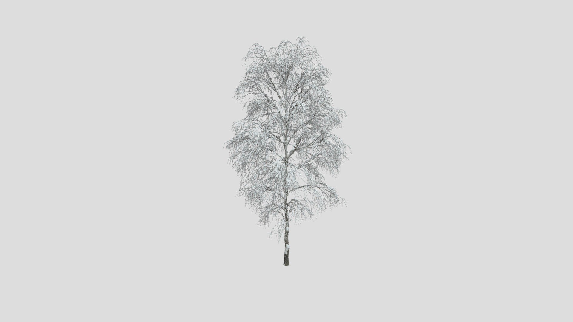 Birch 48 AM258 Archmodel - Buy Royalty Free 3D model by Evermotion ...