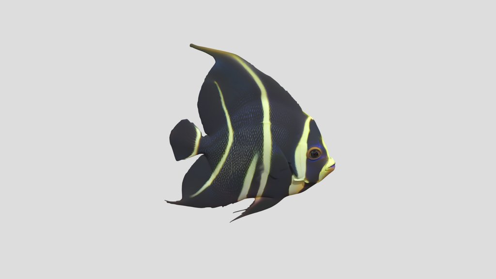 French Angelfish