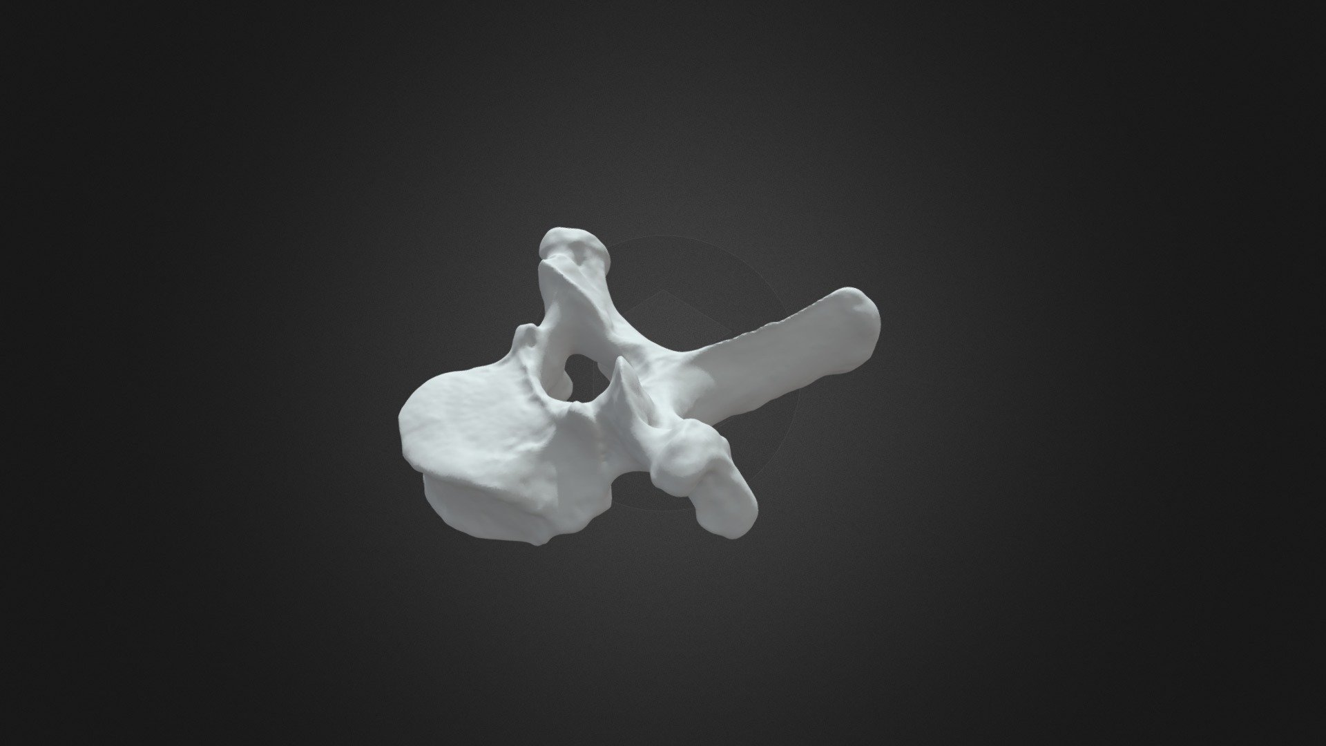 Pongo pygmaeus, T1 vertebra